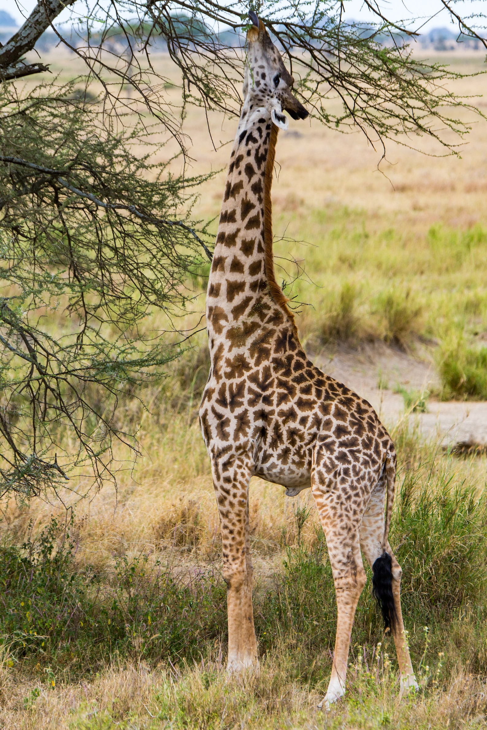 Giraffe Reaching for a Leaf, Nature Photography Print, Wall Decor