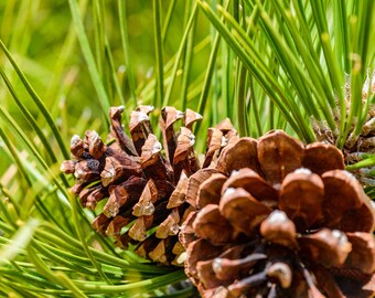 Pine Cone Surrounded by Pine Needles, Nature Photography Print, Wall Decor, Brown and Green, Photo Print, Macro