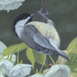 Puede incluir: Un chickadee de cabeza negra posado en una rama con flores blancas. El pájaro está mirando hacia la derecha y tiene una capucha negra, mejillas blancas y alas grises. El fondo es de color verde oscuro.