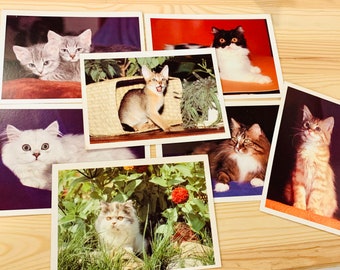 Op de afbeelding: Een verzameling van zeven rechthoekige ansichtkaarten met verschillende kattenrassen. De afbeeldingen tonen kittens en volwassen katten in diverse omgevingen, waaronder interieurs met effen achtergronden, een gevlochten mand en groen.