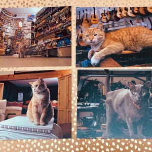 1991 vintage cat postcard lucky dip of 1, random cat postcards, cool cat postcards, cats doing cute things, ONE cat postcards, 1990 postcard