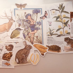 Op de afbeelding: Een verzameling stickers met een natuurthema, met een hert, een kikker, een konijn, een schildpad, een vogel, een paddenstoel, een bloem en een fee. De stickers zijn gedrukt op wit papier met een lichtbruine achtergrond.