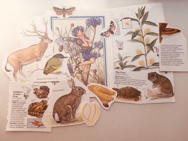 Op de afbeelding: Een verzameling stickers met een natuurthema, met een hert, een kikker, een konijn, een schildpad, een vogel, een paddenstoel, een bloem en een fee. De stickers zijn gedrukt op wit papier met een lichtbruine achtergrond.