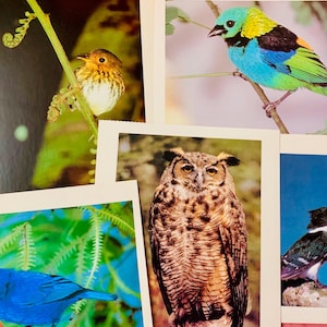1989 bird postcards, 3 assorted bird postcards, vintage bird postcards, bird lover postcard set, aviary postcards, animal postcards, journal