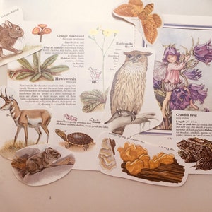 Op de afbeelding: Een verzameling vintage natuurillustraties met verschillende dieren en planten. De illustraties zijn gedrukt op papier en hebben een handgetekende stijl. De dieren omvatten een konijn, een pronghornantilope, een schildpad, een ratelslang, een kikker en een vogel. De planten omvatten een havikskruid, een klokjesbloem en een paddenstoel.