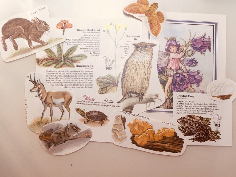Op de afbeelding: Een verzameling vintage natuurillustraties met verschillende dieren en planten. De illustraties zijn gedrukt op papier en hebben een handgetekende stijl. De dieren omvatten een konijn, een pronghornantilope, een schildpad, een ratelslang, een kikker en een vogel. De planten omvatten een havikskruid, een klokjesbloem en een paddenstoel.