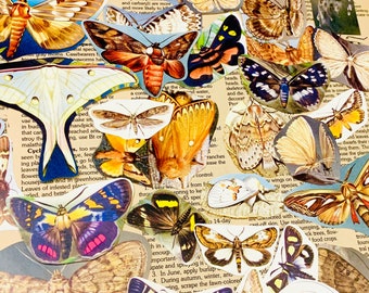 6 Vintage moth specimen ephemera, moth specimen paper, entomology ephemera, vintage moth fussy cuts, junk journal supplies, ephemera