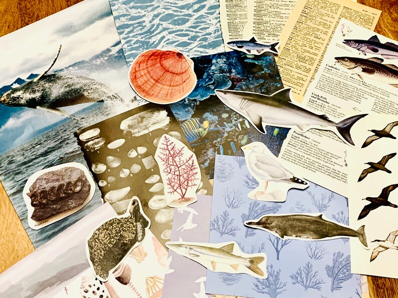 May include: A collage of images featuring various sea creatures, including a whale, shark, fish, and seabirds. The collage also includes images of seashells, coral, and a rock. The images are arranged on a variety of backgrounds, including blue, brown, and white.