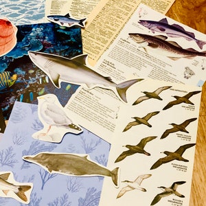 May include: A collection of colorful paper cutouts of sea creatures, including a shark, a dolphin, a seagull, and various fish. The cutouts are arranged on a blue and white patterned background with text about different types of fish and seabirds.