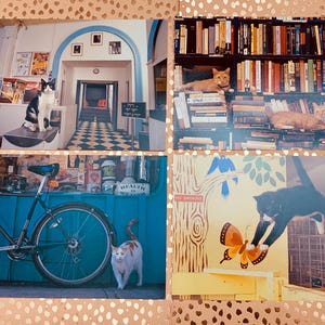 May include: A collage of four photographs featuring cats in various settings. One shows a black and white cat on a counter, another has cats on bookshelves, and the others show cats with a bicycle and a butterfly mural.