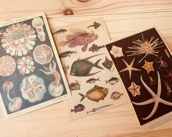 2 marine specimen postcard, fish  postcards, jellyfish postcards, ocean postcards, marine biology, coral reef postcard, junk journal supply