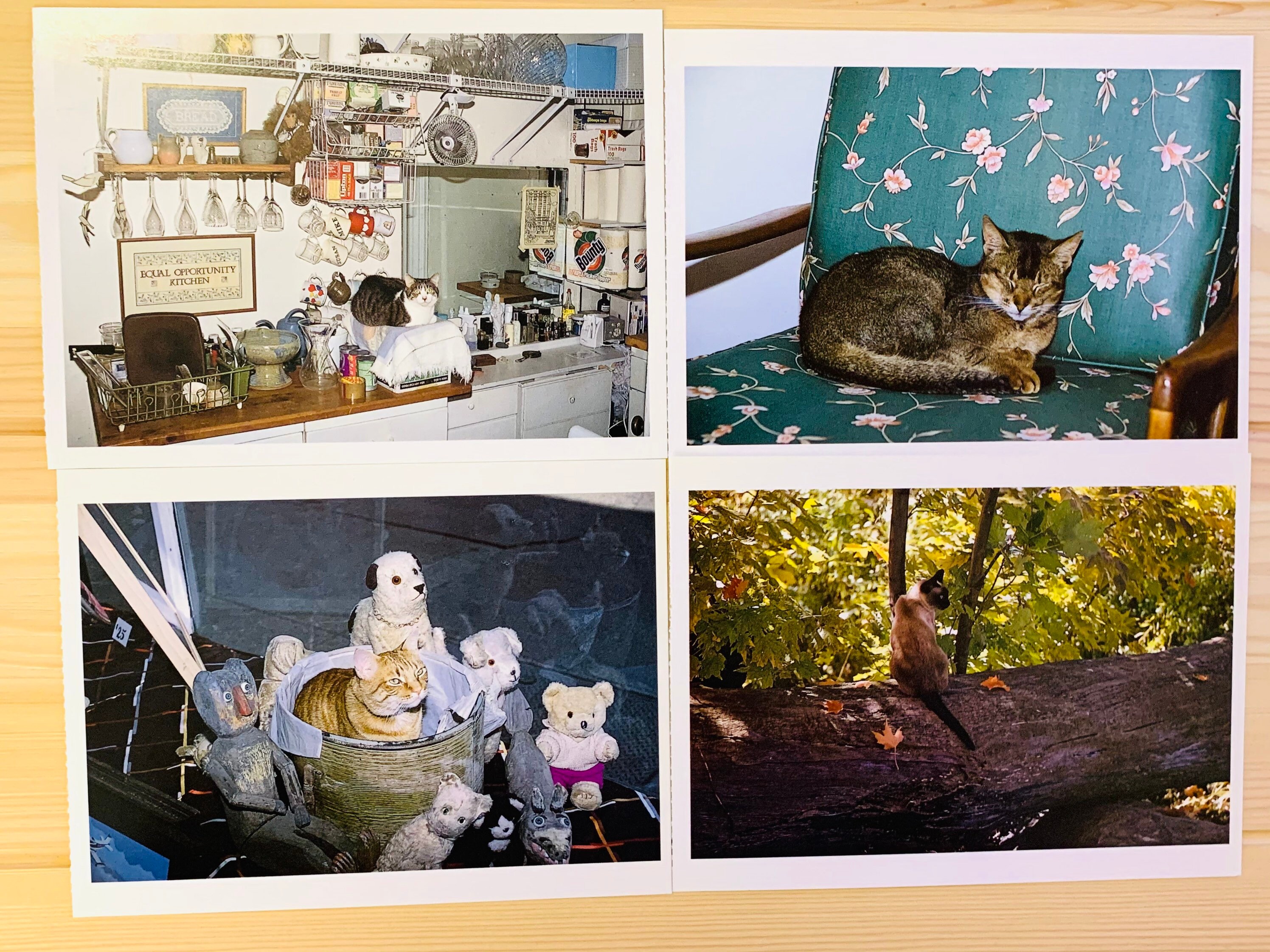 2 Cat Life Postcards, 2 Feline Postcards, Cat Daily Life