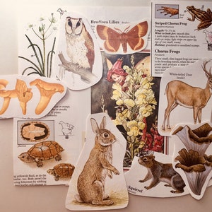 Op de afbeelding: Een verzameling stickers met natuurthema met illustraties van een witstaarthert, een gestreepte choruskikker, een eekhoorn, een paddenstoel, een schildpad, een konijn, een pad, een nachtvlinder, een bloem en een uil. De stickers zijn gedrukt op wit papier met zwarte contouren.