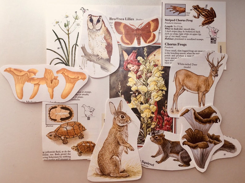 Op de afbeelding: Een verzameling stickers met natuurthema met illustraties van een witstaarthert, een gestreepte choruskikker, een eekhoorn, een paddenstoel, een schildpad, een konijn, een pad, een nachtvlinder, een bloem en een uil. De stickers zijn gedrukt op wit papier met zwarte contouren.