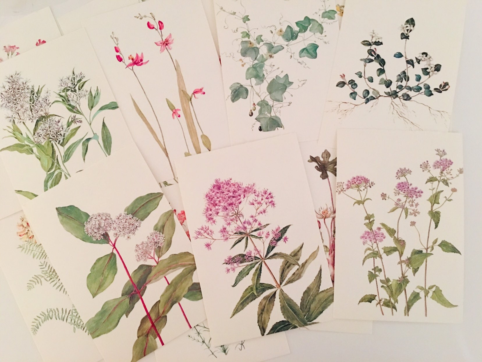 Vintage Wildflower postcard set of 2 vintage postcards set | Etsy
