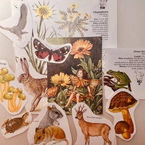 Op de afbeelding: Een verzameling stickers met een natuurthema, met een groene boomkikker, een hert, een konijn, een paddenstoel, een schildpad, een vlinder, een fee en een schijfpaddenstoel. De stickers zijn op een witte achtergrond.