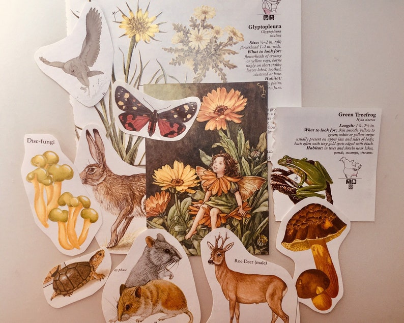 Op de afbeelding: Een verzameling stickers met een natuurthema, met een groene boomkikker, een hert, een konijn, een paddenstoel, een schildpad, een vlinder, een fee en een schijfpaddenstoel. De stickers zijn op een witte achtergrond.