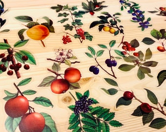 fruit sticker pack, 10 fruit ephemera transparent stickers, vintage fruit stickers, fruit stickers, fruit ephemera, botany stickers