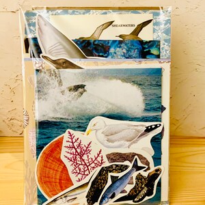 May include: A set of colorful stickers featuring various sea creatures, including a shark, a dolphin, a seagull, a fish, and a coral branch. The stickers are arranged on a blue and white background with the word "SHEARWATERS" printed on a white banner.