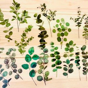 Junk journal supplies, 13 plant ephemera transparent stickers, clear leaf stickers, botanical stickers, green ephemera, scrapbooking