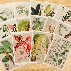 2 botanic garden postcards, botany postcards, plant postcards, Junk journal supplies,  flower postcards, succulent postcards, postcrossing