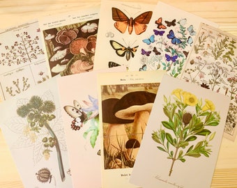 Nature Curio Postcards, Vintage Floral & Fauna Art (Set of 3), junk journal supplies, postcrossing postcards, snail mail, ephemera, cards