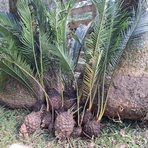 May include: A group of cycad plants, featuring textured trunks and green, feathery fronds. Several smaller cycads are visible in the foreground. The image is taken outdoors, showing the plants in their natural environment.