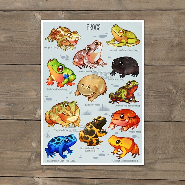 Cute Frogs Art Print - Frog Drawing Print on Premium Matte Paper - Poison Dart Frog Oriental Fire Bellied Amazon milk Tree Frog Pacman Frog