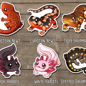 Cute Amphibian Sticker Set - Black and White Axolotl Spotted Salamander Tiger Salamander Luristan Newt Eastern Newt