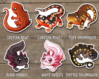 Cute Amphibian Sticker Set - Black and White Axolotl Spotted Salamander Tiger Salamander Luristan Newt Eastern Newt