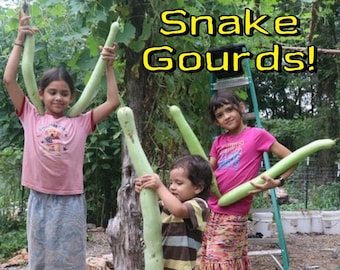 EDIBLE SNAKE GOURDS (Free Shipping)