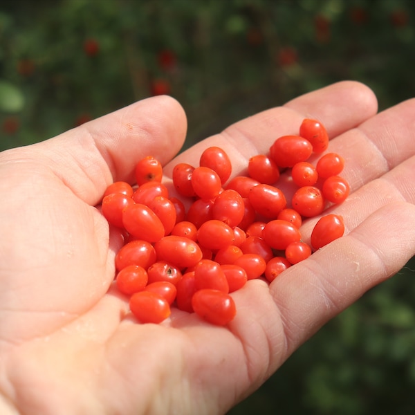 CHINESE GOJI BERRY Seeds (Free Shipping)