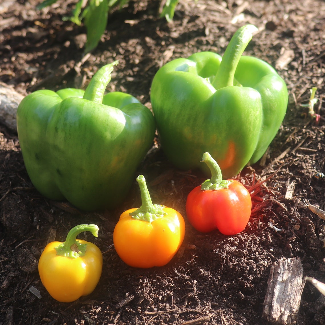 MINI Bell Pepper Seeds Free Shipping Etsy