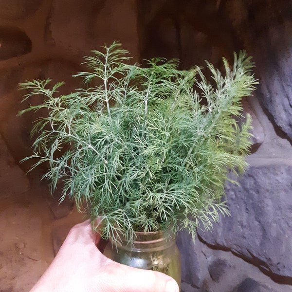 Dill Seed (FREE SHIPPING)