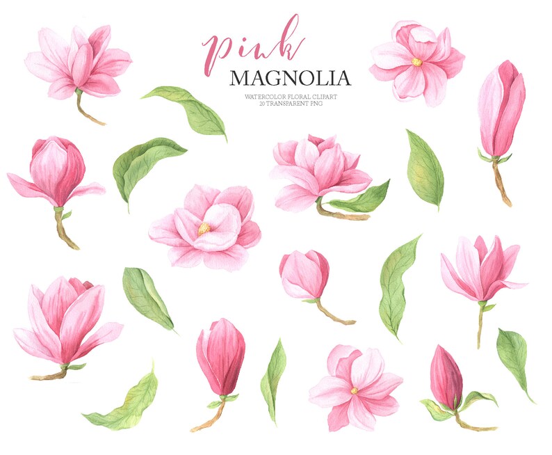 Download Art Collectibles Clip Art Greenery Watercolor Magnolia Flowers Clipart Wedding Ivitation Spring Floral Clip Art Easter Set Png 175 White And Pink Magnolia