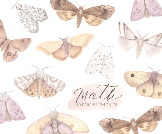 scrapbooking PNG Individual vintage style butterfly clip art for wall art Watercolor hand drawn tropical butterflies clipart wall print