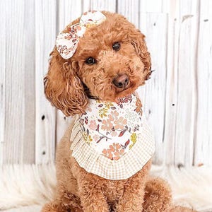 May include: A curly-haired brown dog wearing a white bandana with a floral pattern and a beige gingham ruffle trim. The dog also has a matching white floral bow attached to its head, featuring the same pattern as the bandana around its neck.