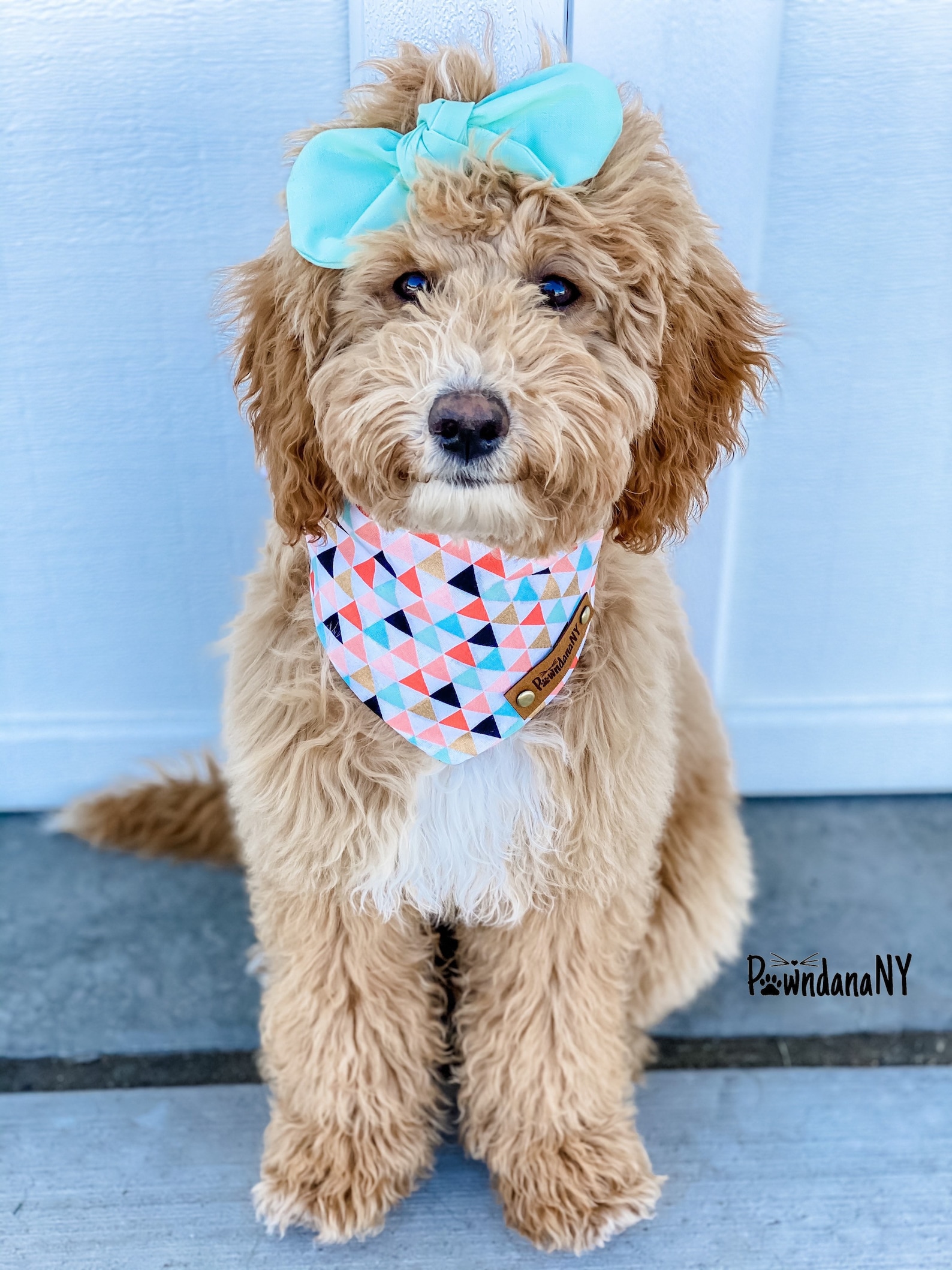 Dog Hair Bow Classic Dog Hair Bows Dog Hair Clip Dog Bows Etsy