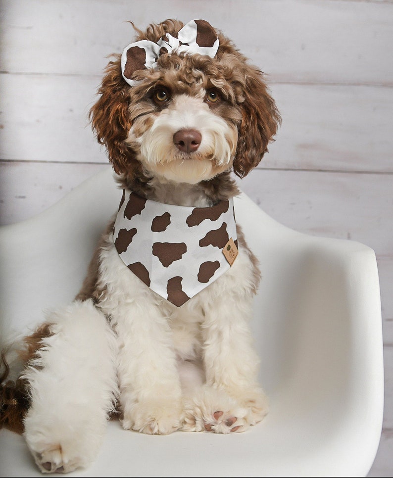 Cow Dog Bandana, Brown Cow Dog Bandana, Tie on Dog Bandana, Cat Bandana, Snap on Dog Bandana, Over the Collar Dog Bandana, Fun Dog Bandana image 2