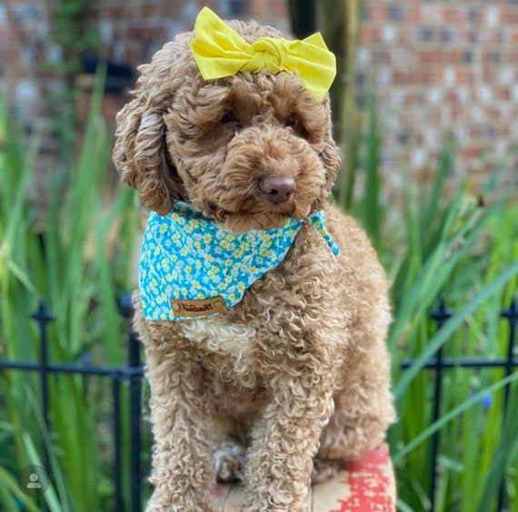 Hair bows best sale for puppies
