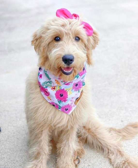 Dog Bandanas Bali Dog Bandana Tie Dog Bandana Cat Bandana Snap on Bandana Over the Collar Bandana Floral Dog Bandana Dog Scarf Etsy Canada