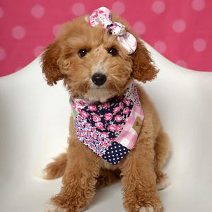 May include: A light brown curly-haired puppy wearing a floral patterned bandana and a matching bow on its head. The bandana features a patchwork design with navy blue, pink, and white floral prints, pink gingham, and navy blue with white polka dots.