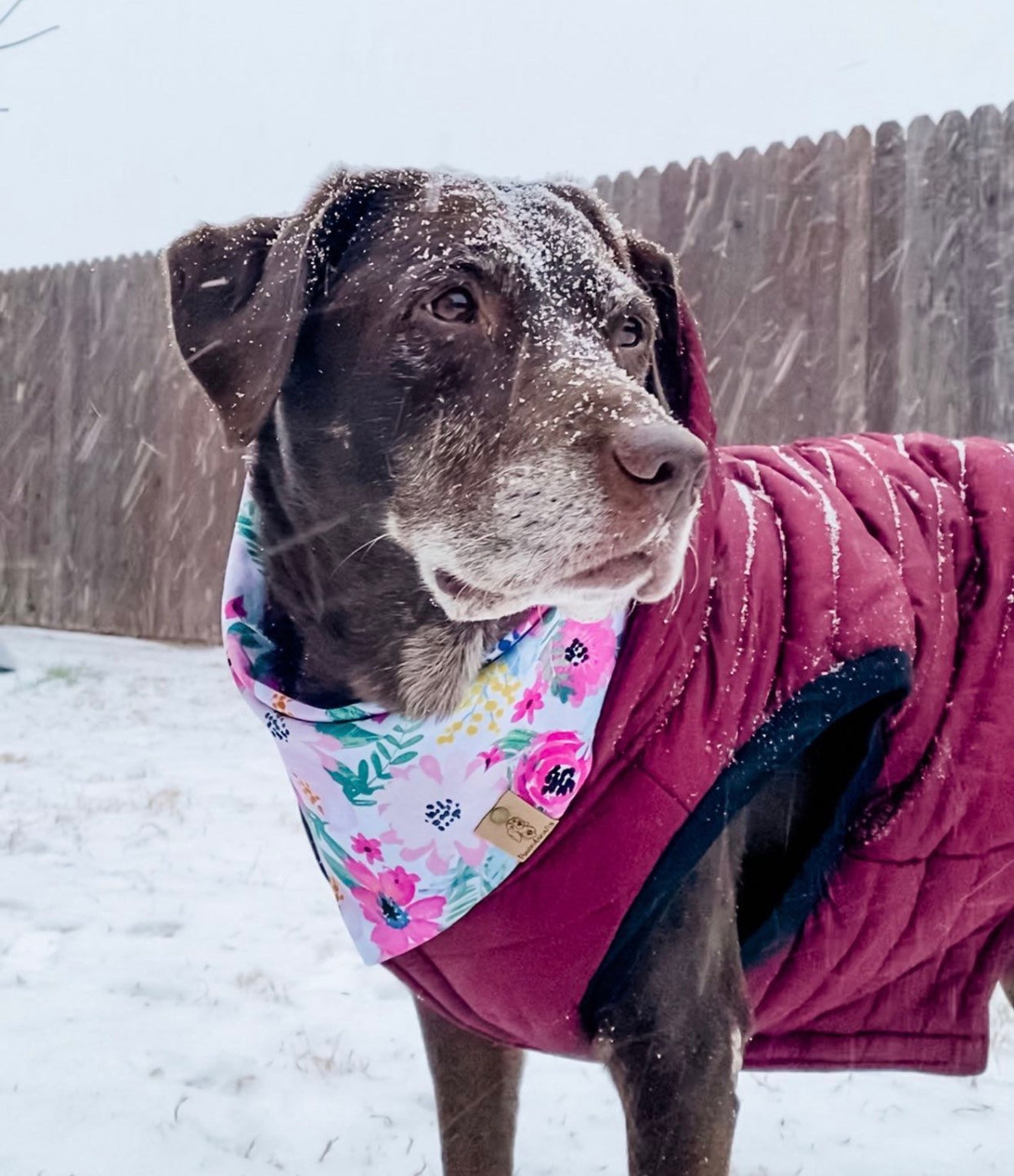 Dog Bandanas Bali Dog Bandana Tie Dog Bandana Cat Bandana | Etsy