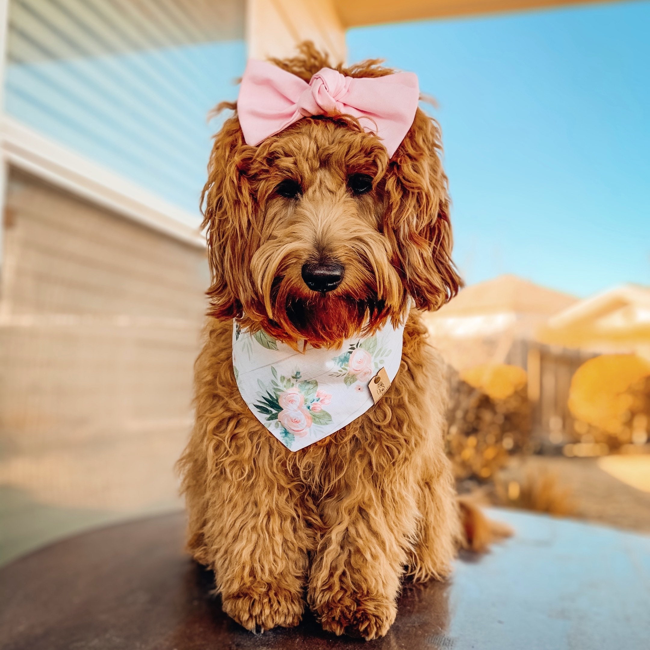 Goldendoodle shoes clearance