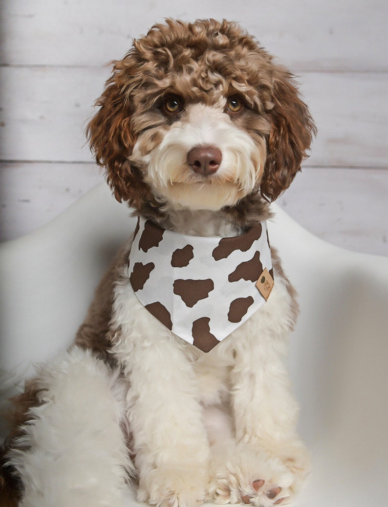 Cow Dog Bandana, Brown Cow Dog Bandana, Tie on Dog Bandana, Cat Bandana, Snap on Dog Bandana, Over the Collar Dog Bandana, Fun Dog Bandana image 1