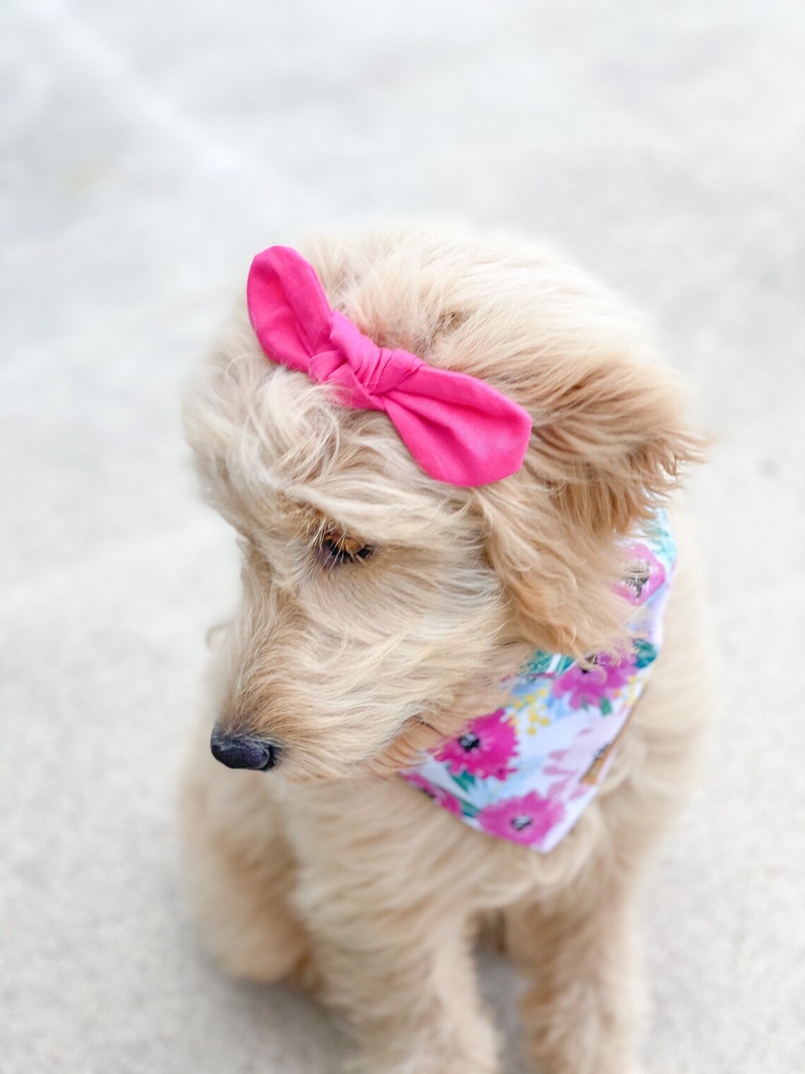 Dog Hair Bow Classic Dog Hair Bows Dog Hair Clip Dog Bows Etsy