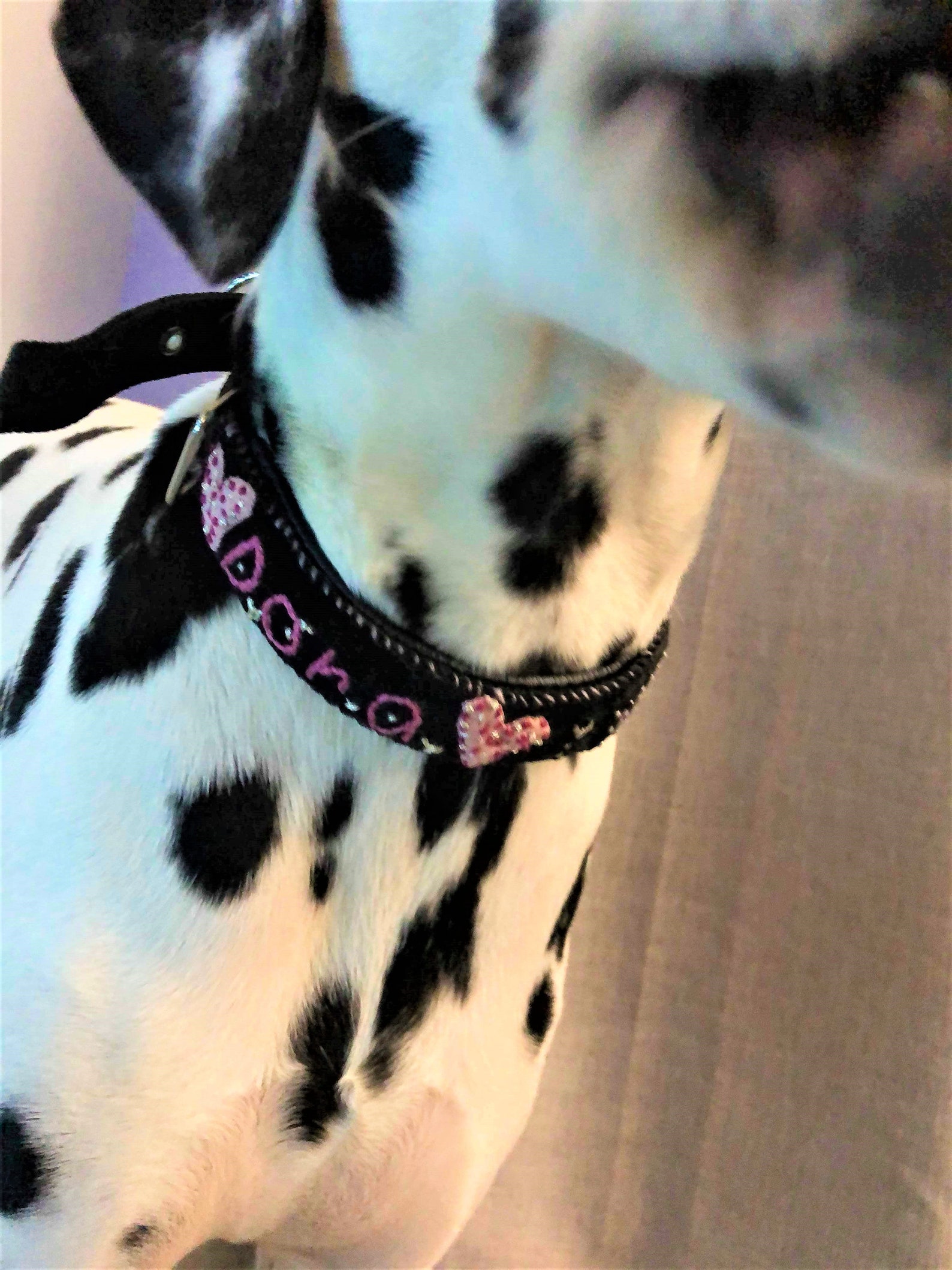 Dog Name Collar Dog Name Tag Collar Dog ID Collar Etsy