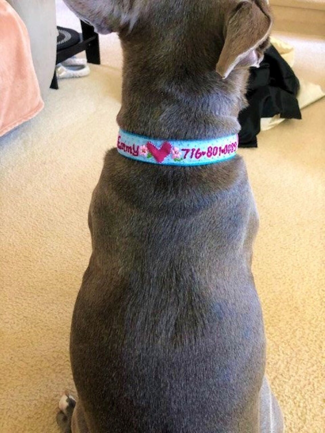 Dog Name Collar Dog Name Tag Collar Dog ID Collar Etsy