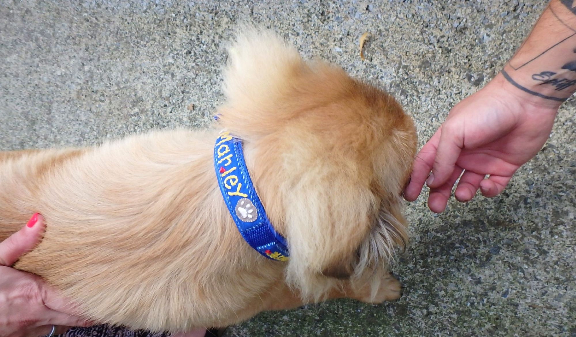 Dog Name Collar Dog Name Tag Collar Dog ID Collar Etsy