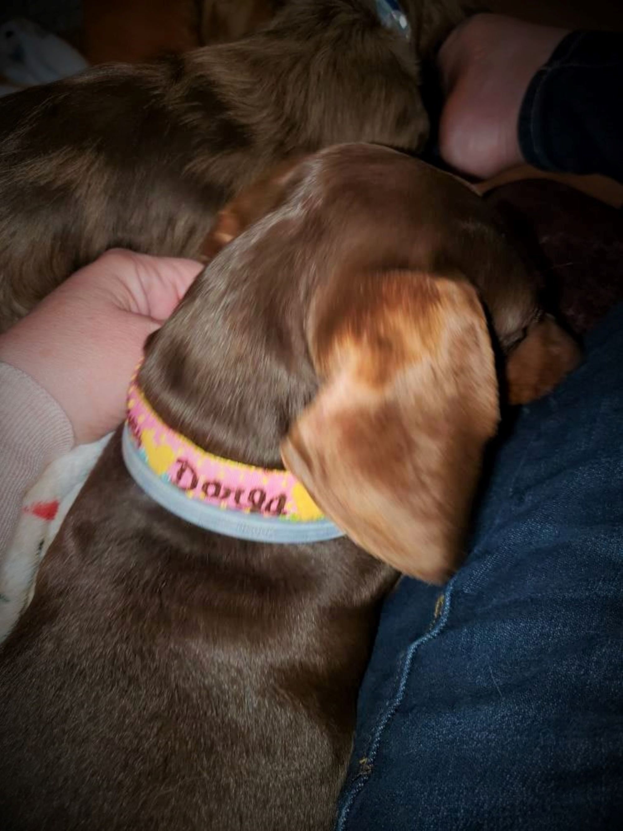 Dog Name Collar Dog Name Tag Dog ID Collar Personalized Dog Etsy